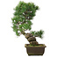 Pinus parviflora, 43,5 cm, ± 25 years old