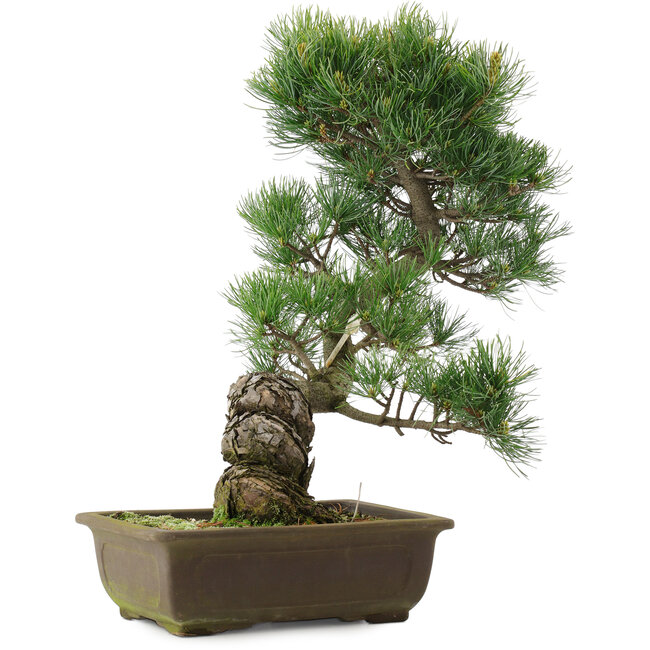Pinus parviflora, 43,5 cm, ± 25 años