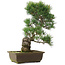 Pinus parviflora, 43,5 cm, ± 25 jaar oud
