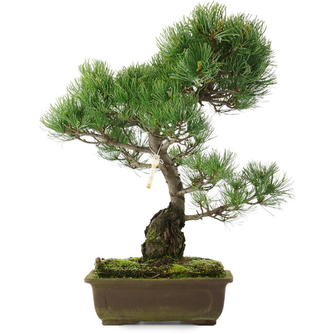 Pinus parviflora, 47,5 cm, ± 25 years old