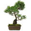 Pinus parviflora, 47,5 cm, ± 25 years old