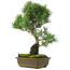 Pinus parviflora, 47,5 cm, ± 25 years old