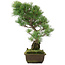 Pinus parviflora, 47,5 cm, ± 25 years old