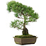 Pinus parviflora, 47,5 cm, ± 25 years old