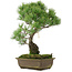Pinus parviflora, 47,5 cm, ± 25 años