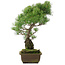 Pinus parviflora, 47,5 cm, ± 25 years old