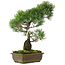 Pinus parviflora, 47,5 cm, ± 25 years old
