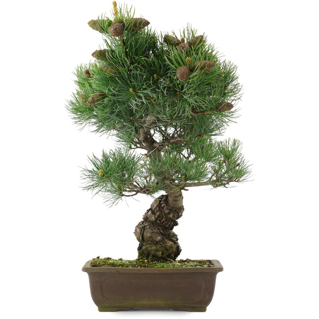 Pinus parviflora, 44,5 cm, ± 25 jaar oud