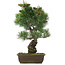 Pinus parviflora, 44,5 cm, ± 25 jaar oud