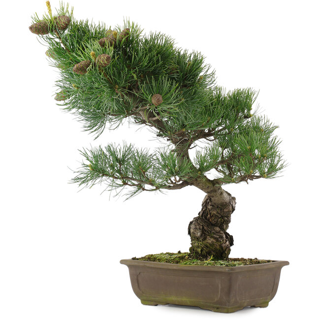 Pinus parviflora, 44,5 cm, ± 25 años