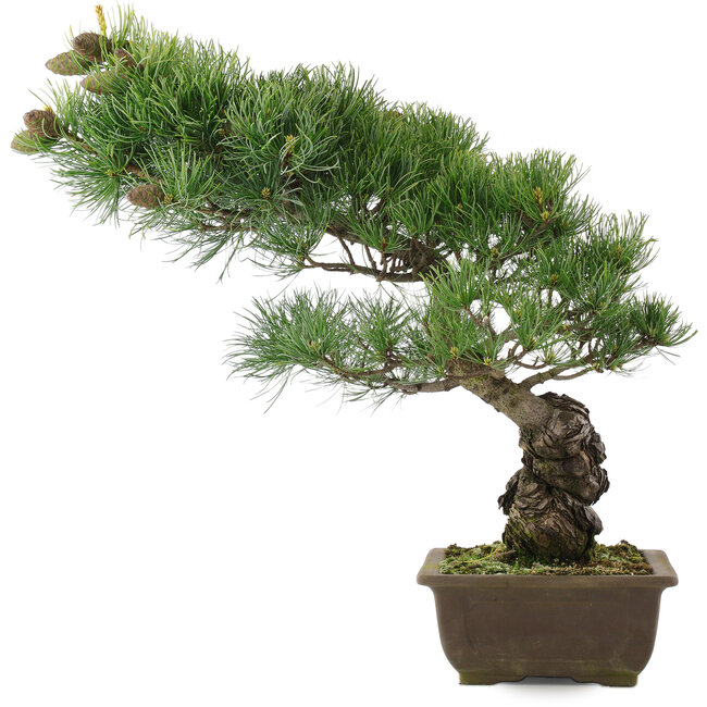 Pinus parviflora, 44,5 cm, ± 25 jaar oud