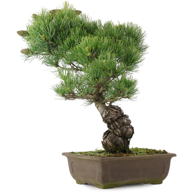 Pinus parviflora, 44,5 cm, ± 25 años