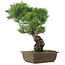 Pinus parviflora, 44,5 cm, ± 25 jaar oud