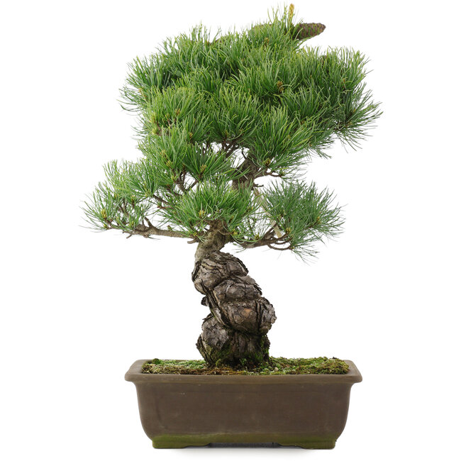 Pinus parviflora, 44,5 cm, ± 25 jaar oud