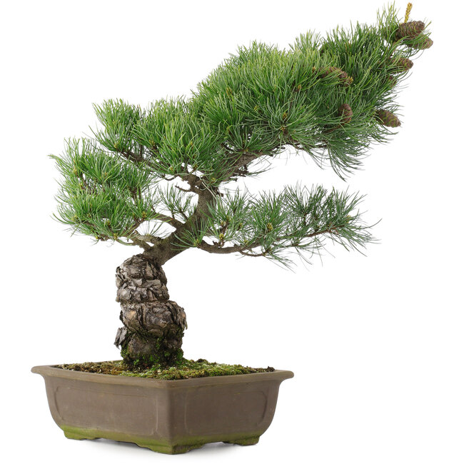 Pinus parviflora, 44,5 cm, ± 25 jaar oud