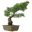 Pinus parviflora, 44,5 cm, ± 25 jaar oud