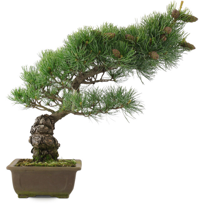 Pinus parviflora, 44,5 cm, ± 25 jaar oud