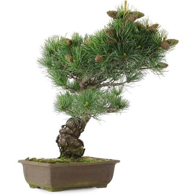 Pinus parviflora, 44,5 cm, ± 25 jaar oud