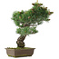 Pinus parviflora, 44,5 cm, ± 25 jaar oud
