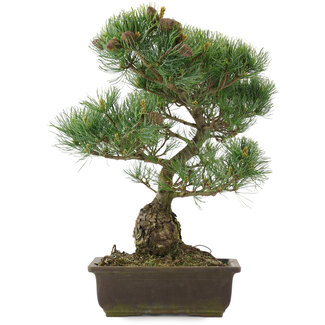 Pinus parviflora, 42 cm, ± 25 Jahre alt