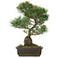 Pinus parviflora, 42 cm, ± 25 Jahre alt