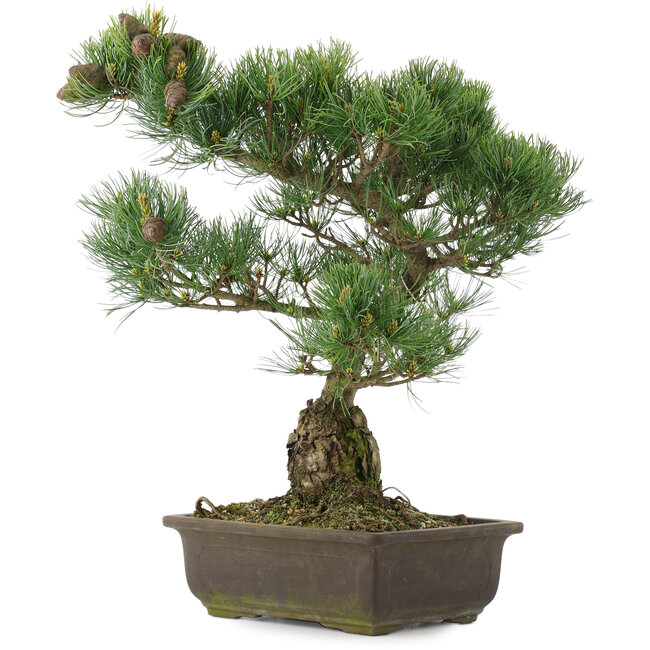Pinus parviflora, 42 cm, ± 25 anni