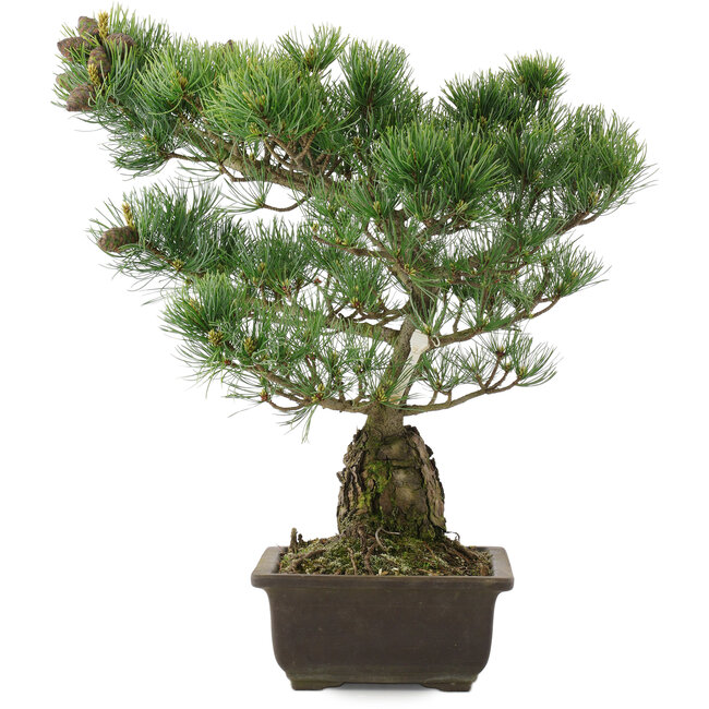 Pinus parviflora, 42 cm, ± 25 ans