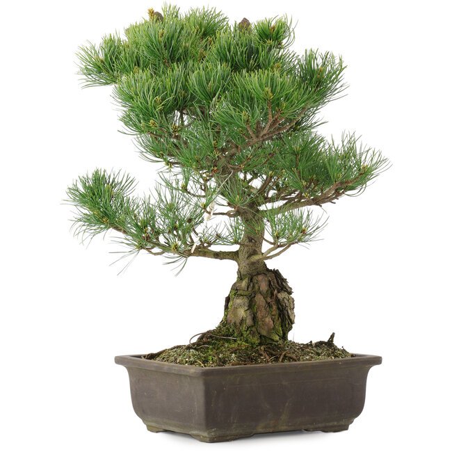 Pinus parviflora, 42 cm, ± 25 ans