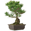Pinus parviflora, 42 cm, ± 25 años