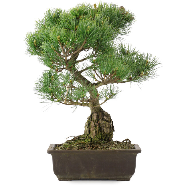 Pinus parviflora, 42 cm, ± 25 anni
