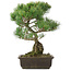 Pinus parviflora, 42 cm, ± 25 Jahre alt