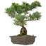 Pinus parviflora, 42 cm, ± 25 Jahre alt