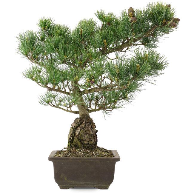 Pinus parviflora, 42 cm, ± 25 ans