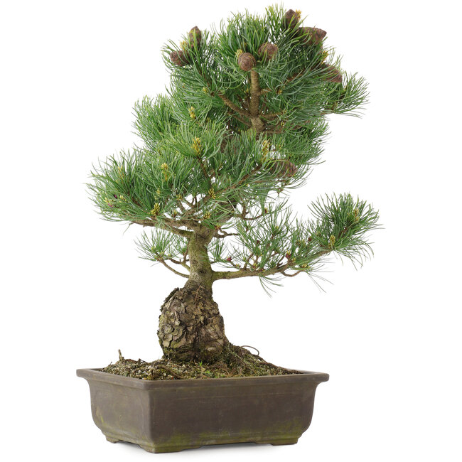 Pinus parviflora, 42 cm, ± 25 ans