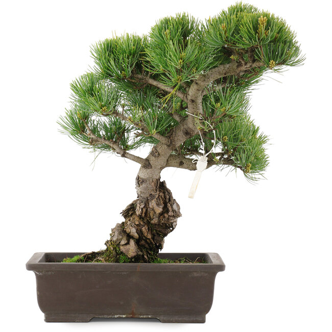 Pinus parviflora, 39 cm, ± 25 Jahre alt