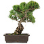 Pinus parviflora, 39 cm, ± 25 ans