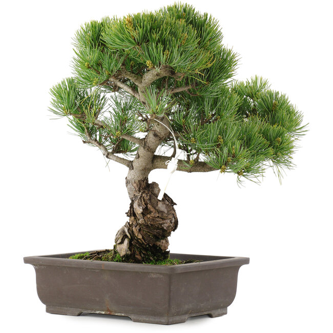 Pinus parviflora, 39 cm, ± 25 jaar oud