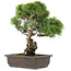 Pinus parviflora, 39 cm, ± 25 ans