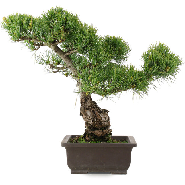 Pinus parviflora, 39 cm, ± 25 ans