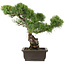 Pinus parviflora, 39 cm, ± 25 ans