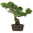 Pinus parviflora, 39 cm, ± 25 Jahre alt