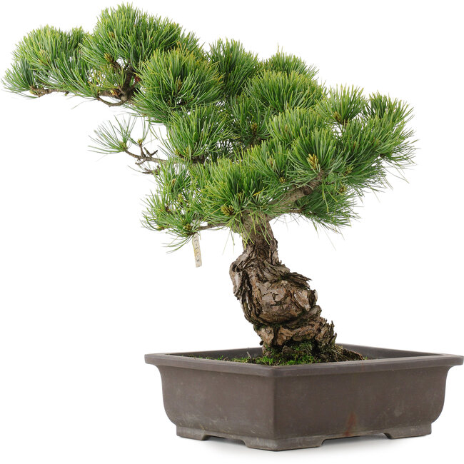 Pinus parviflora, 39 cm, ± 25 years old
