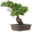 Pinus parviflora, 39 cm, ± 25 ans