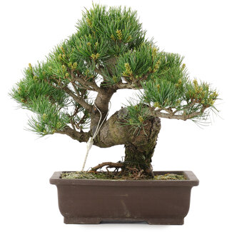 Pinus parviflora, 32,5 cm, ± 25 jaar oud