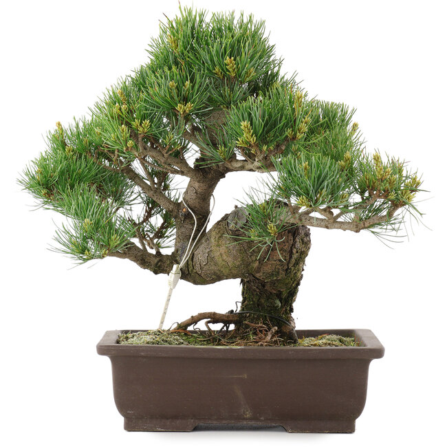 Pinus parviflora, 32,5 cm, ± 25 Jahre alt