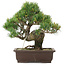 Pinus parviflora, 32,5 cm, ± 25 jaar oud