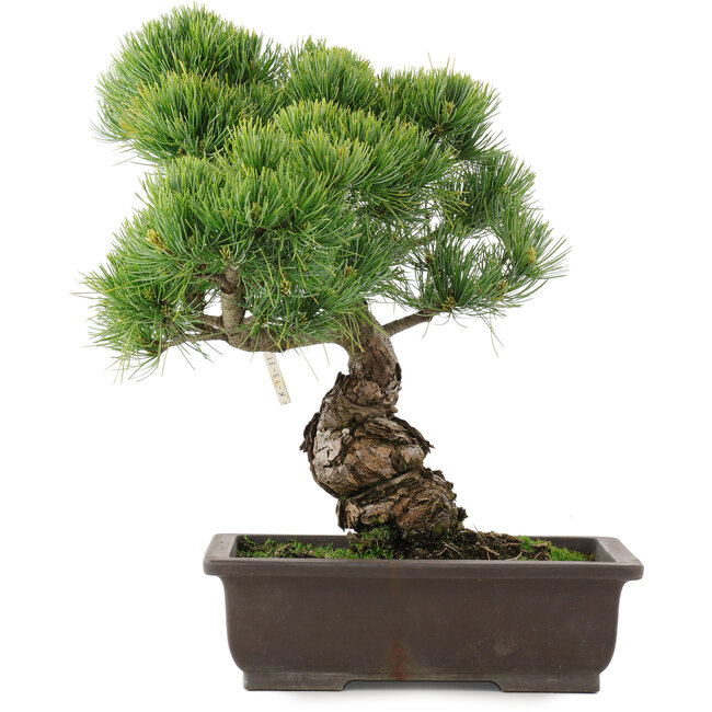 Pinus parviflora, 39 cm, ± 25 years old