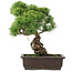 Pinus parviflora, 39 cm, ± 25 ans