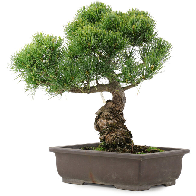Pinus parviflora, 39 cm, ± 25 ans