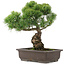 Pinus parviflora, 39 cm, ± 25 ans